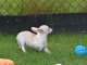 Je cèdes chiot femelle chihuahua blanc crème