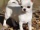 Je cèdes chiot femelle chihuahua blanc crème