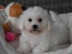 CHIOT BICHON MALTAIS femelle & mâle disponible de suite