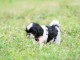 Donnes chiot shih tzu femelle non inscrit au lof