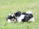 Donnes chiot shih tzu femelle non inscrit au lof