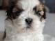 Donnes chiot shih tzu femelle non inscrit au lof