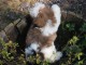 Donnes chiot shih tzu femelle non inscrit au lof