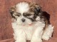 Donnes chiot shih tzu femelle non inscrit au lof