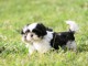 Donne chiot shih tzu femelle age de 4 mois