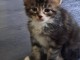 magnifiques chatons maines coon disponibles 