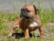 Adorable Chiot type bouledogue francais