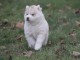 A donné magnifique chiot sibérien husky