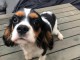 Chiots de type Cavalier King Charles lof