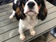 Petite Annonce Chiots Cavalier King Charles