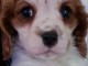 Chiots de type Cavalier King Charles lof