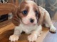 Chiots de type Cavalier King Charles lof