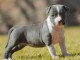 Adoption chiot American Staffordshire Terrier