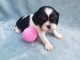 Chiots de type Cavalier King Charles lof 