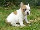 Chiot bouledogue français disponible