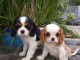 Chiots de type Cavalier King Charles lof