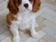 Manifique king cavalier charles femelle