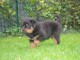 Magnifique chiots Rottweiler lof