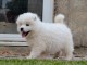 Chiots samoyede pedigré a donner