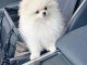 Adorable chiot spitz nain