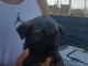 chiot berger hollandais
