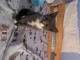 adorable chaton mixte