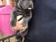 Magnifique chiot staff Americain