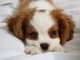 Magnifique chiot King cavalier charles