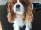 Adorable chiot king cavalier charles