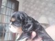 Magnifique chiot king cavalier charles