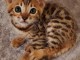 Adorables chatons du Bengale
