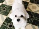 Chiot Bichon maltais 