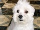 Chiot Bichon maltais 