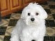 Chiots Bichon maltais dispo