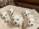 Chiot Bichon maltais  dispo