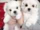 Chiot Bichon maltais  dispo