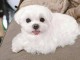 Chiots Bichon maltais dispo