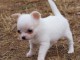 Je donnes chiot chihuahua femelle blanc chocolat