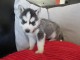 A donner magnifique chiot husky siberian femelle âgée de mois de 