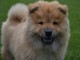 Magnifiques chiots chow chow femelle à donner