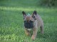 À donner chiot bouledogue français rouge fauve