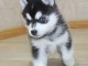 Pomsky Puppies pour adoption