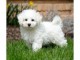 chiots bichon frisé prêts pour de nouvelles maisons