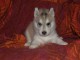 Disponible de suite à l’adoption chiots husky