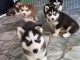 Disponible de suite à l’adoption chiots husky