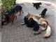 CHIOTS DE RACE BERGER ALLEMAND