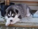 Magnifique 2femelles et male Husky Sibérie