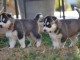 disponible de suite Husky de Sibérie