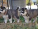 disponible de suite Husky de Sibérie