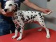 offre adorable chiots pure race  Dalmatien